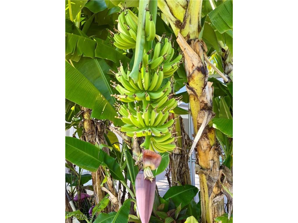 3805 SW 20th Place Cape Coral FL 33914 2025014268 image46