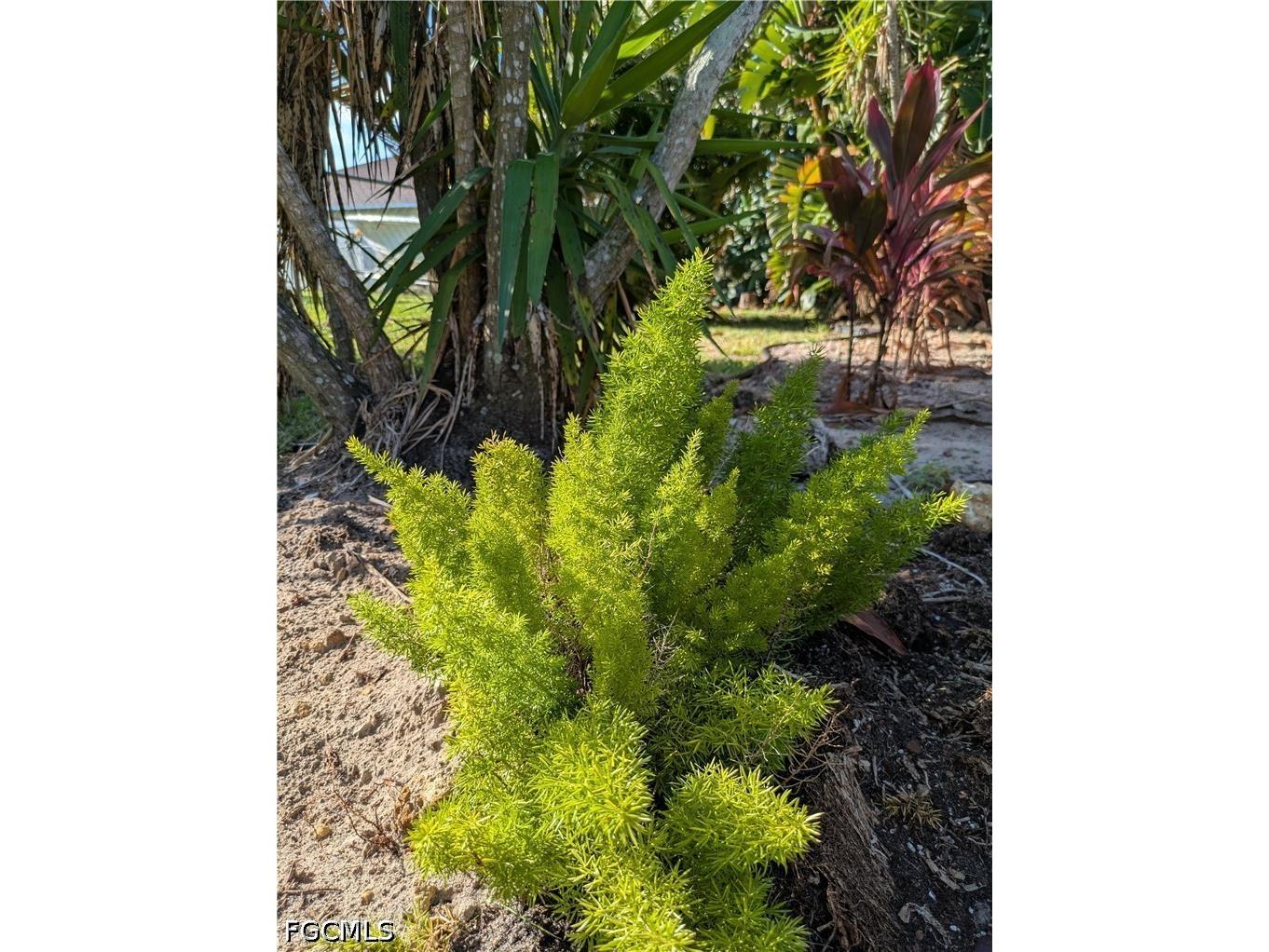 4209 SW 14th Avenue Cape Coral FL 33914 2026022085 image6