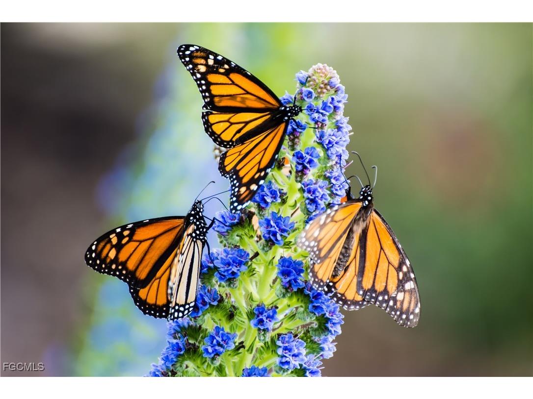 4407 SW 19th Avenue Cape Coral FL 33914 2025005399 image4