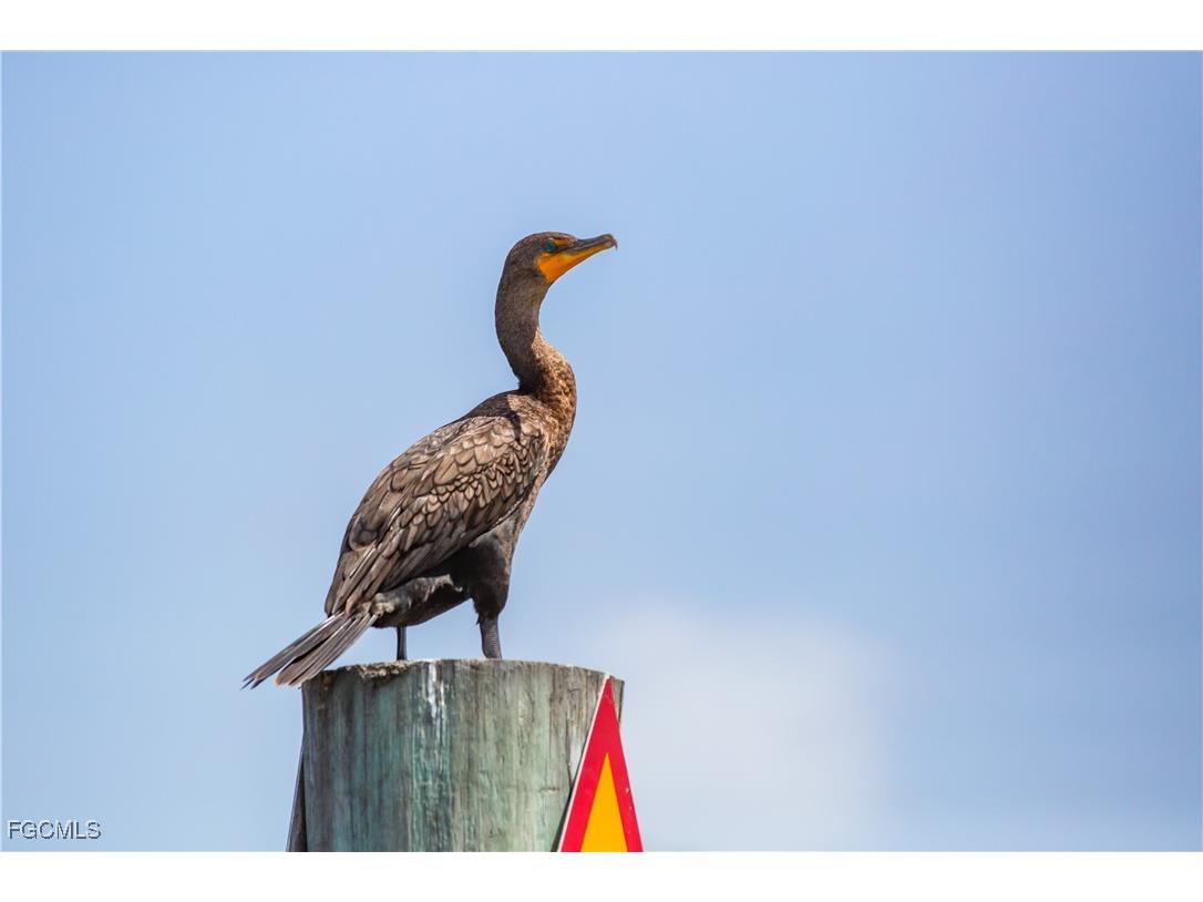 4491 Butterfly Shell Drive Upper Captiva FL 33924 2025008791 image23