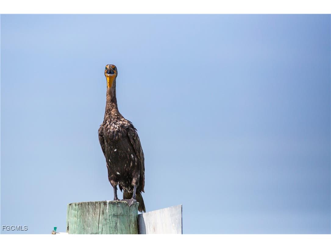 4491 Butterfly Shell Drive Upper Captiva FL 33924 2025008791 image24