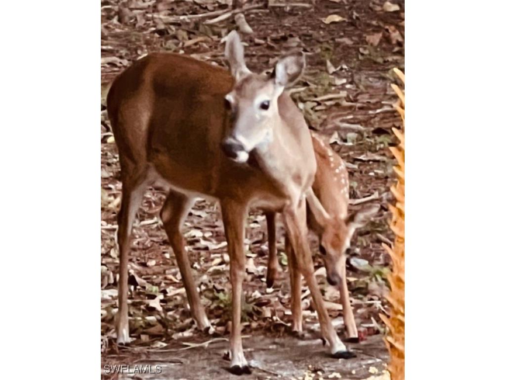 4535 3rd Avenue NW Naples FL 34119 224088498 image31