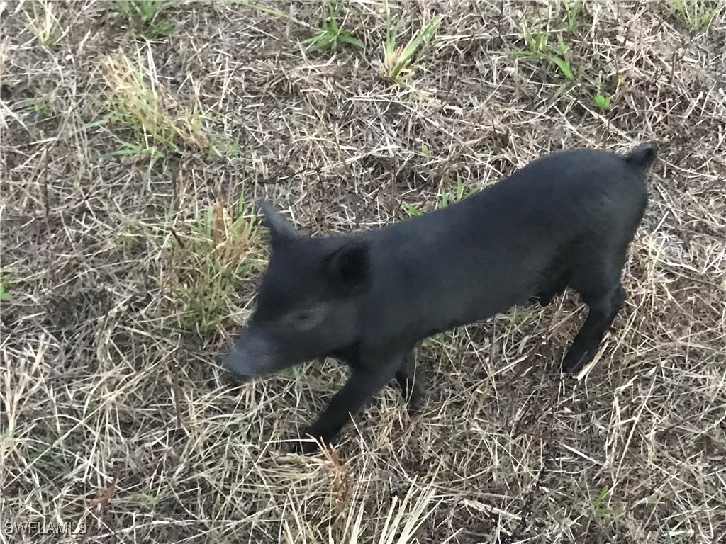 46310 Neal Road Punta Gorda FL 33982 225077446 image24