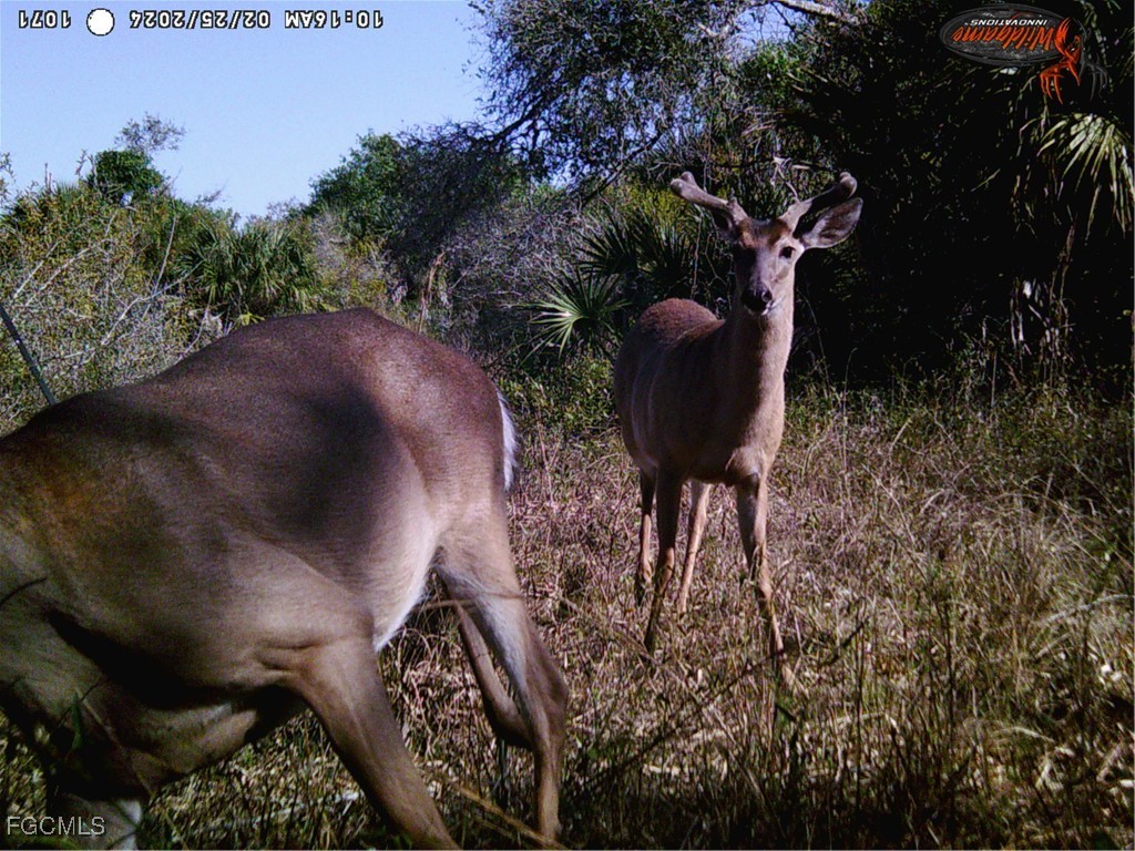 49673 Bermont Road Punta Gorda FL 33982 2025002987 image16