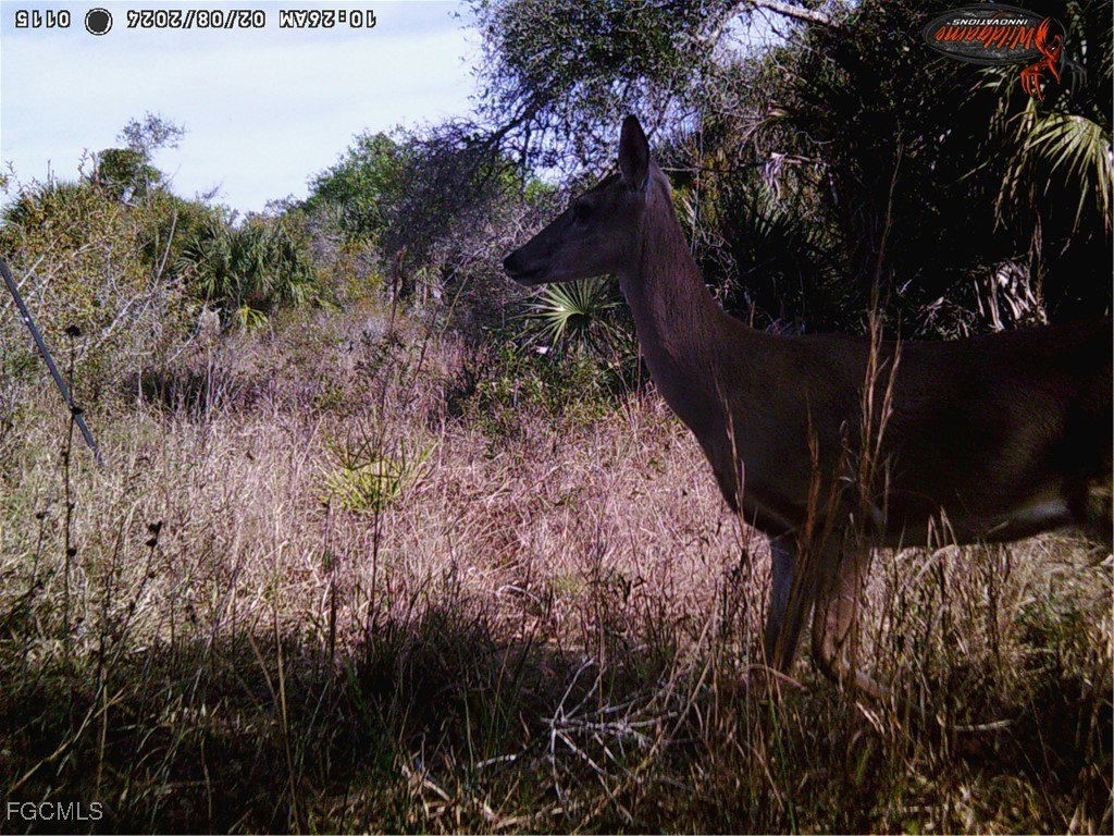 49673 Bermont Road Punta Gorda FL 33982 2025002987 image17