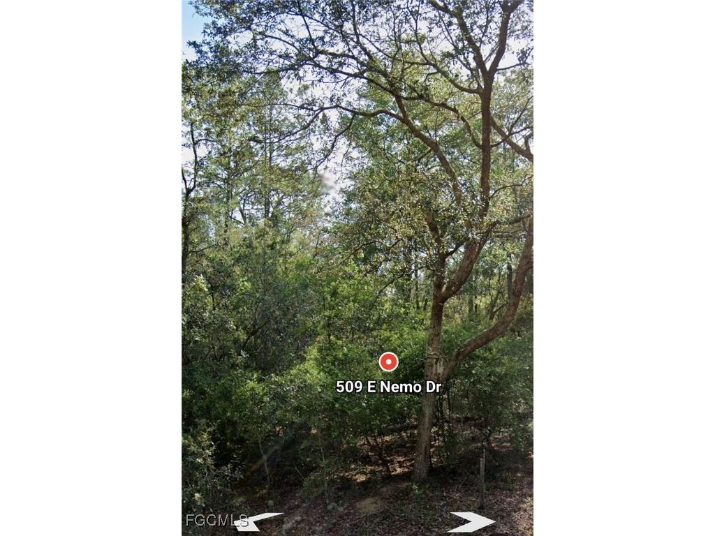 509 E Nemo Drive Citrus Springs FL 34434 2025020651 image4