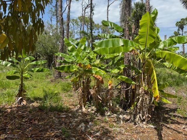 5431 Gamebird Lane Bokeelia FL 33922 2025011089 image2