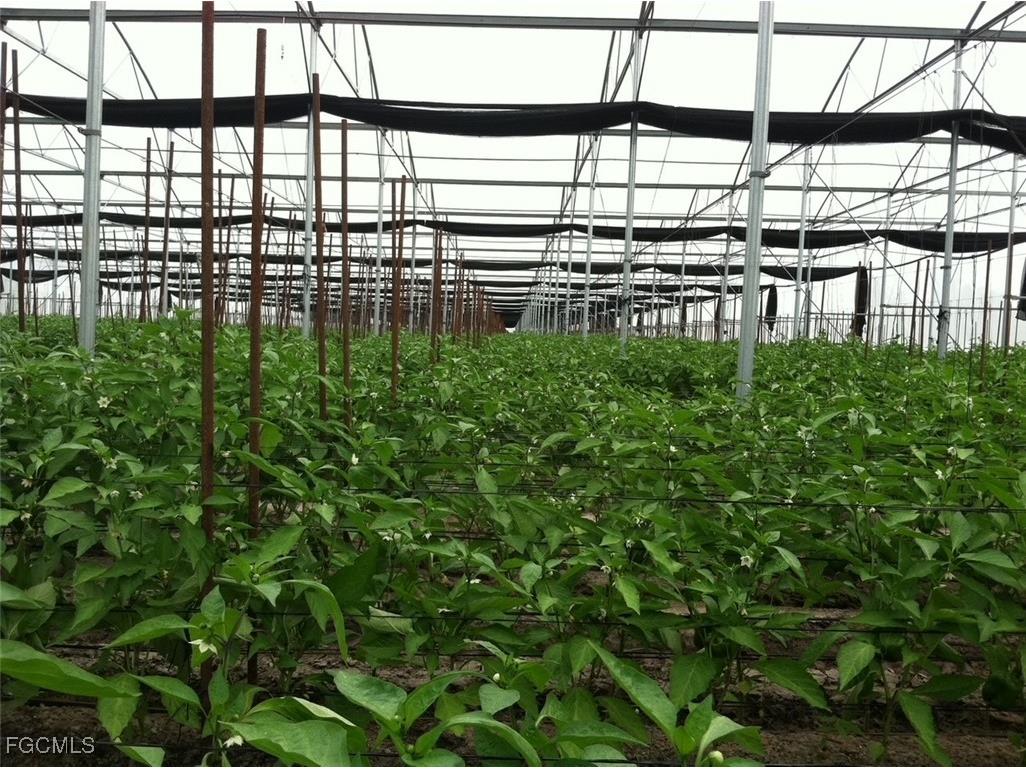 6150 Pringle Lane Immokalee FL 34142 2025019339 image5