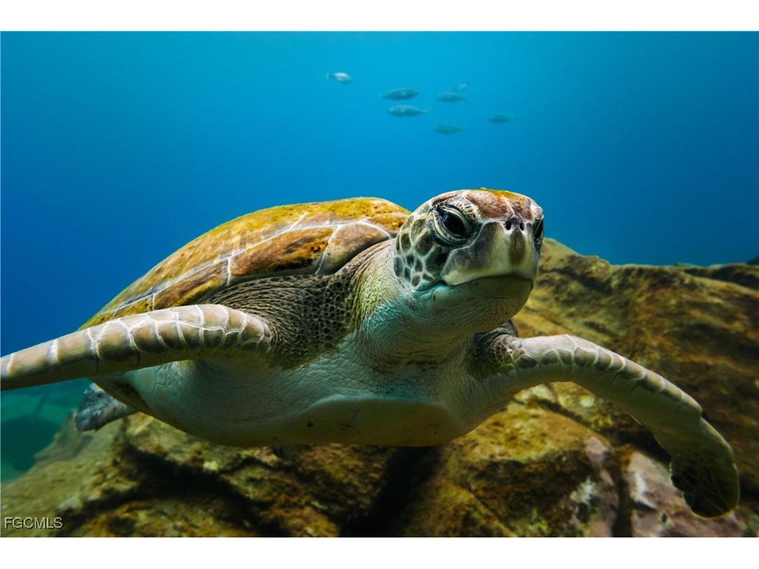 626 NE 12th Street Cape Coral FL 33909 2025023337 image9