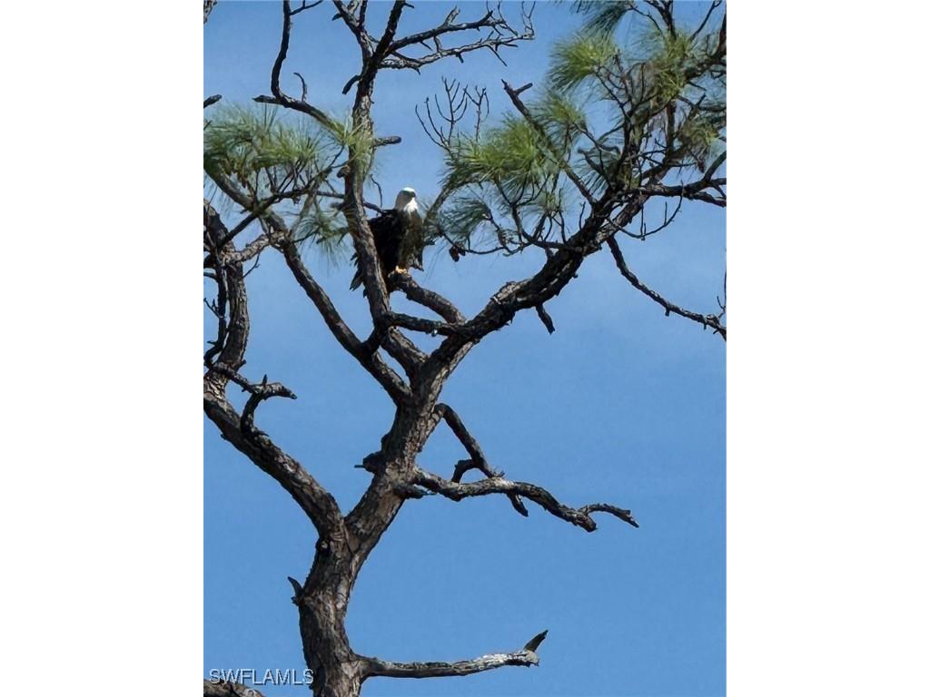 6277 Antigua Way Naples FL 34113 225072988 image32