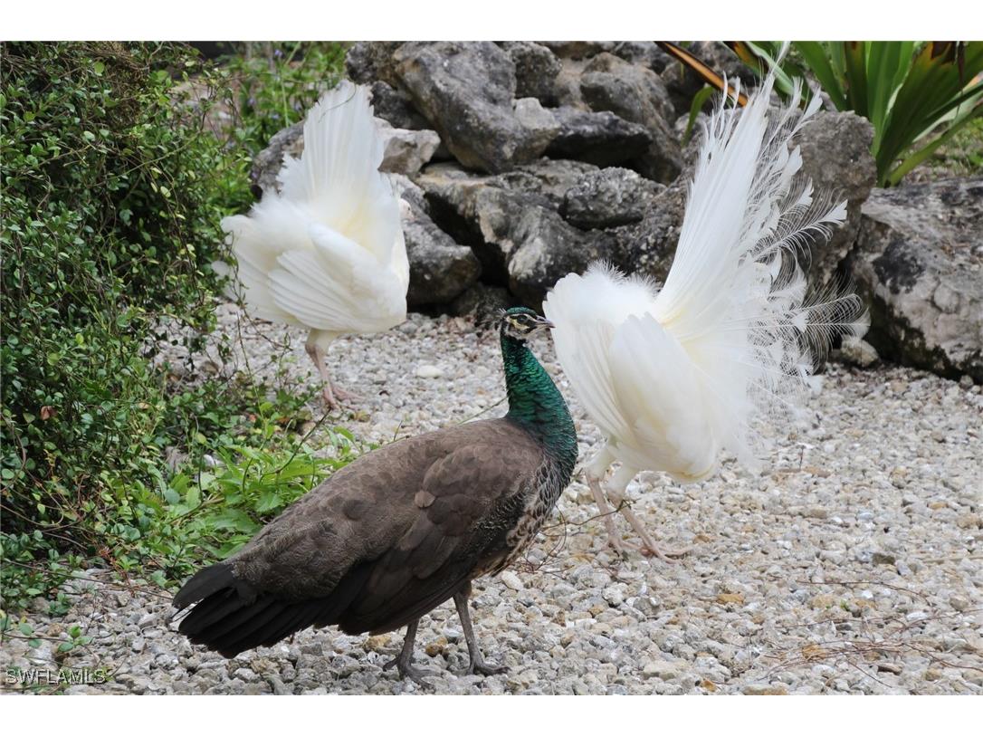 6831 Tropical Lane Bokeelia FL 33922 225033246 image41