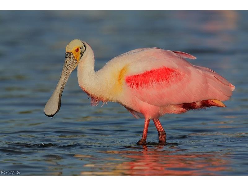 736 Ashland Street E Lehigh Acres FL 33974 2026007191 image10