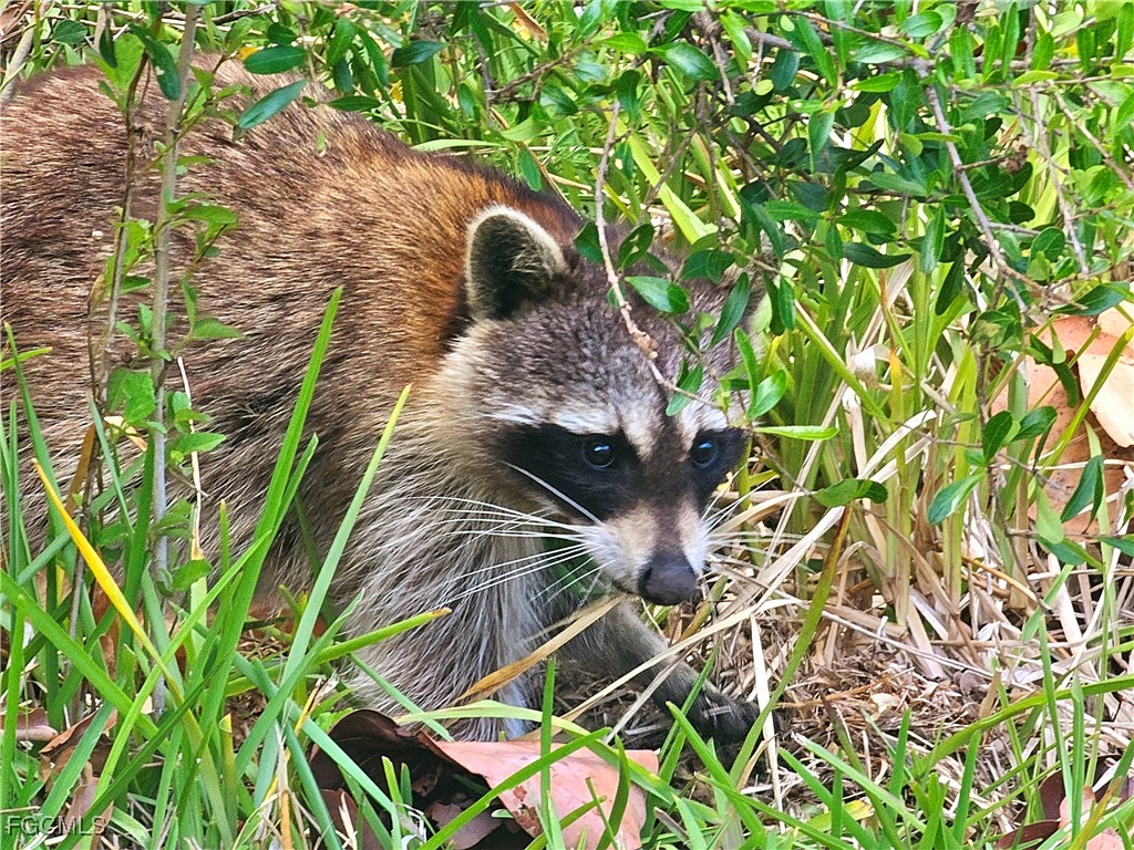 737 Vinca Way Sanibel FL 33957 2025014085 image44