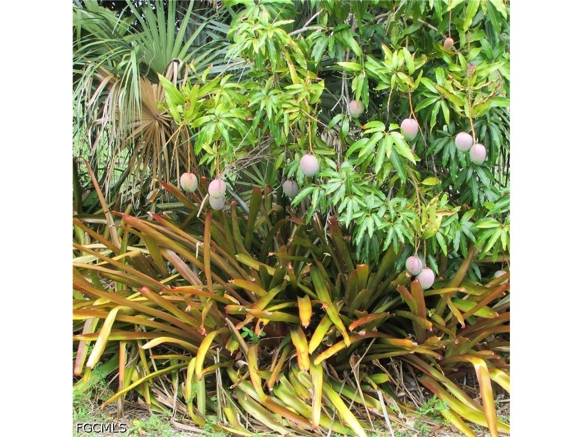 7697 Beach Daisy Lane Bokeelia FL 33922 2026025373 image40