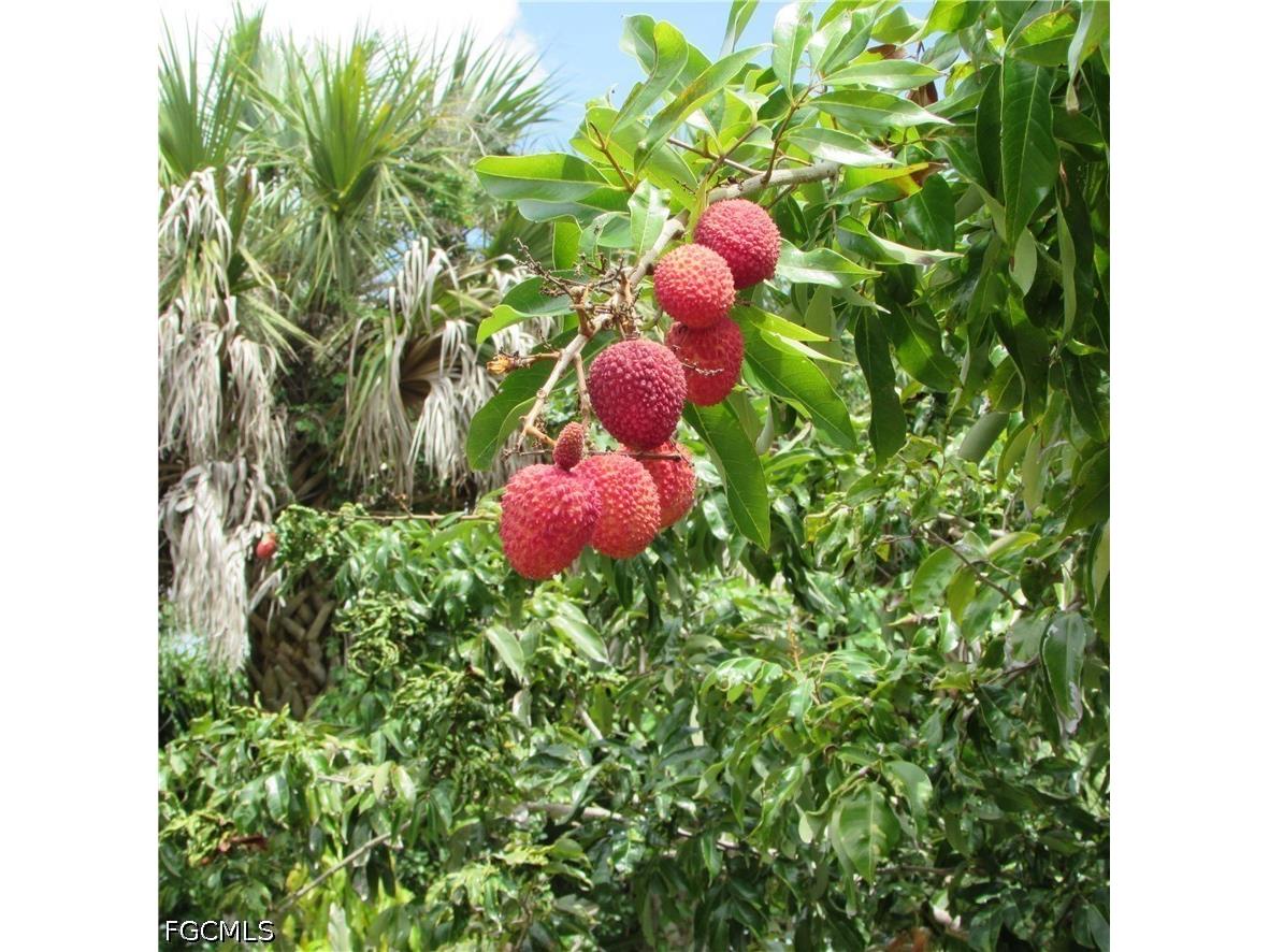 7697 Beach Daisy Lane Bokeelia FL 33922 2026025373 image45