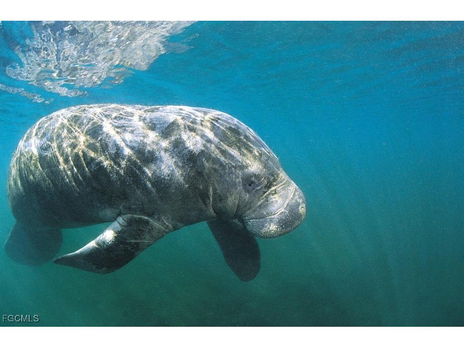 812 Palmetto Pointe Circle Cape Coral FL 33991 2025003142 image14