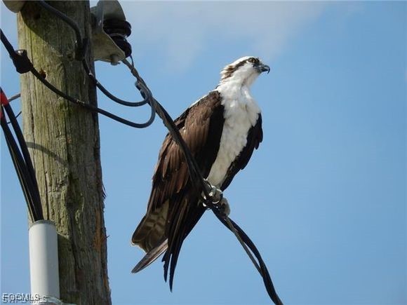 812 Palmetto Pointe Circle Cape Coral FL 33991 2025003142 image17