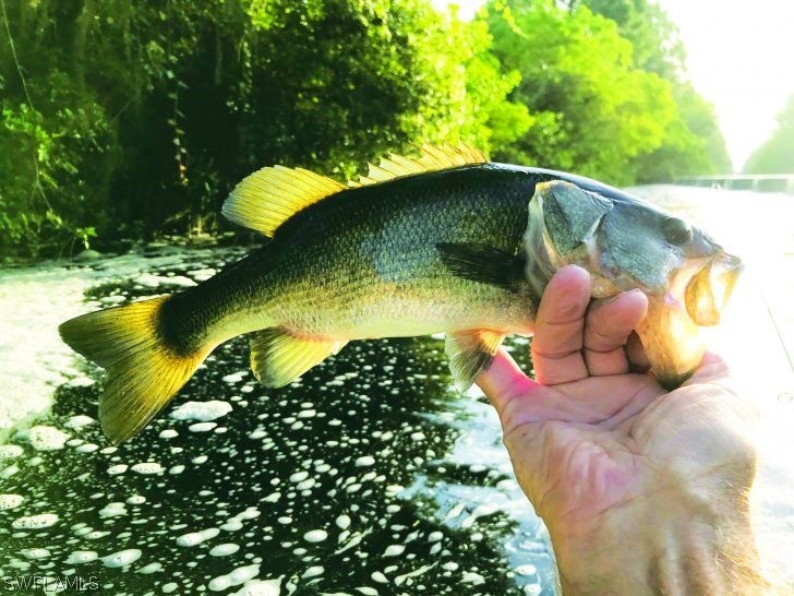 839 Wilmington Parkway Cape Coral FL 33993 221023331 image7