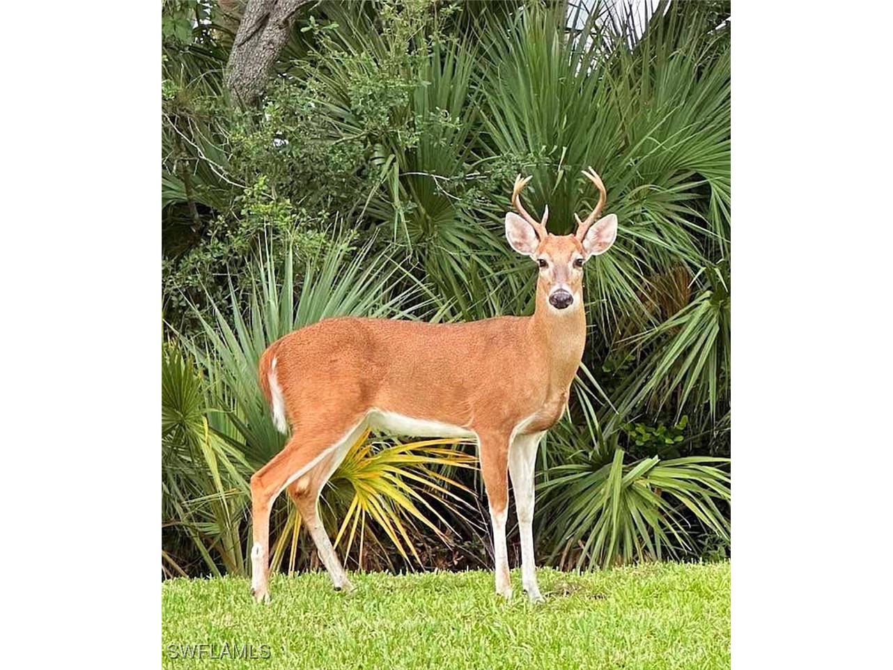 8555 Naples Heritage Drive #238 Naples FL 34112 225071432 image37