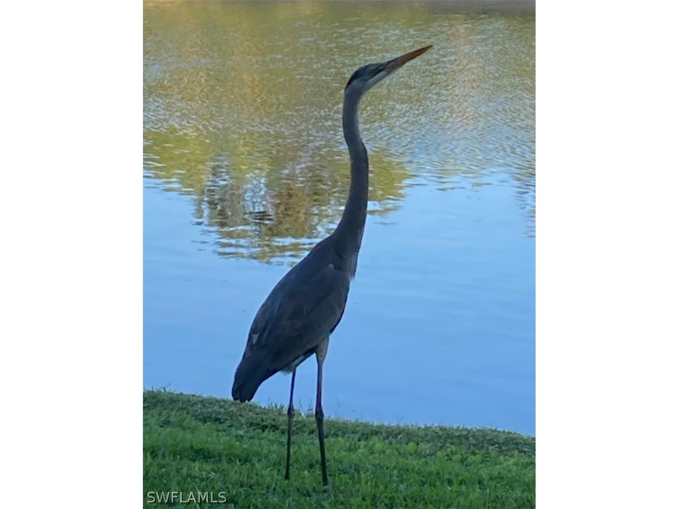 9241 Spring Run Boulevard #2206 Estero FL 34135 226011134 image13