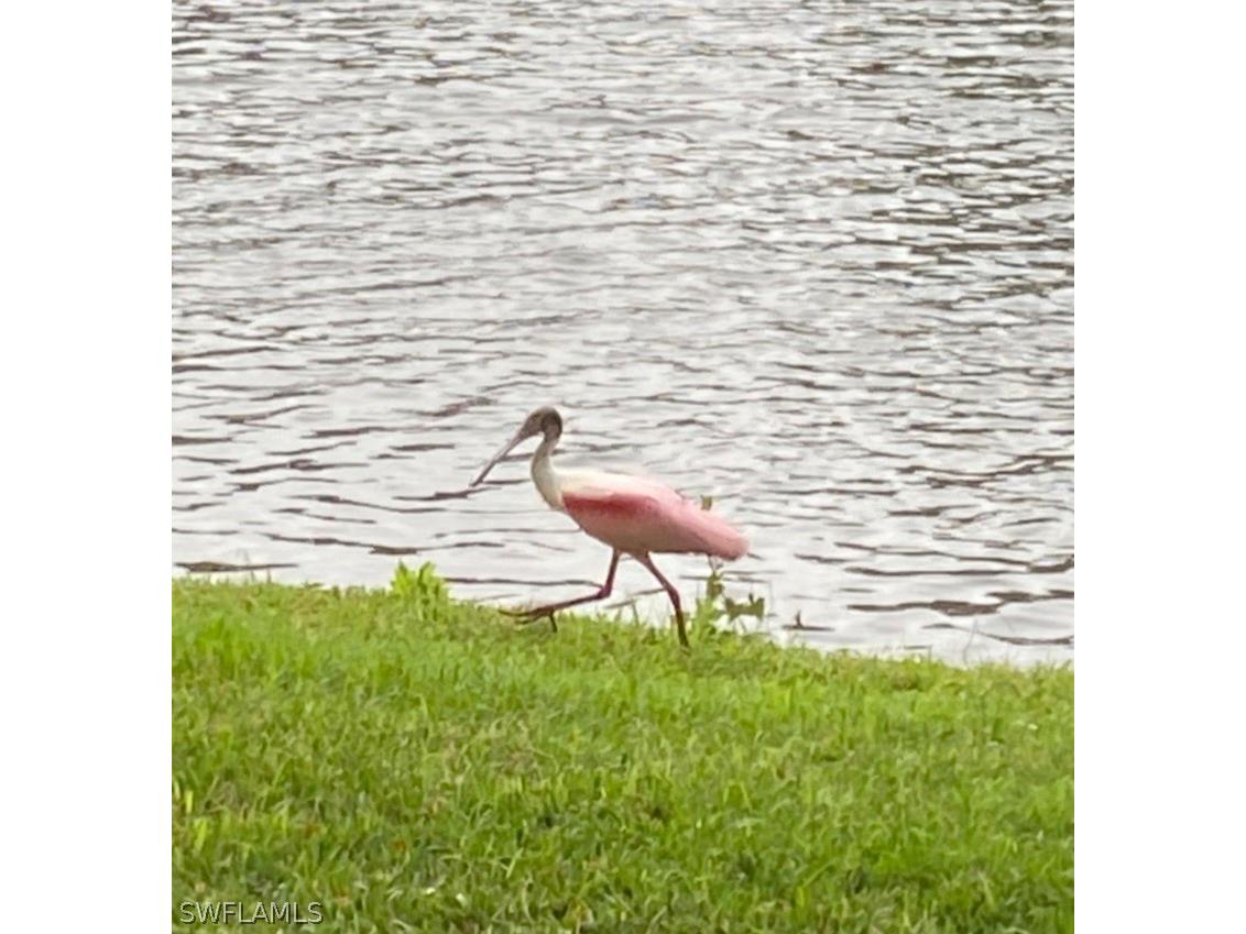 9241 Spring Run Boulevard #2206 Estero FL 34135 226011134 image16