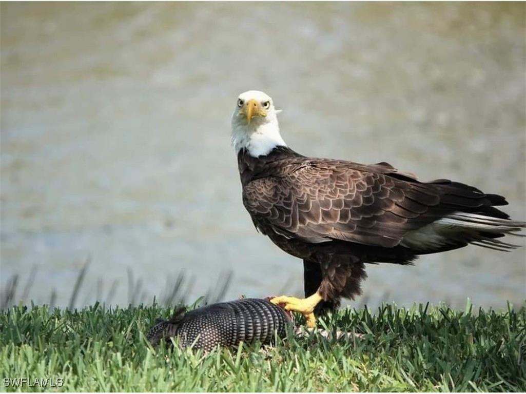 9534 Hemingway Lane Fort Myers FL 33913 225066703 image41