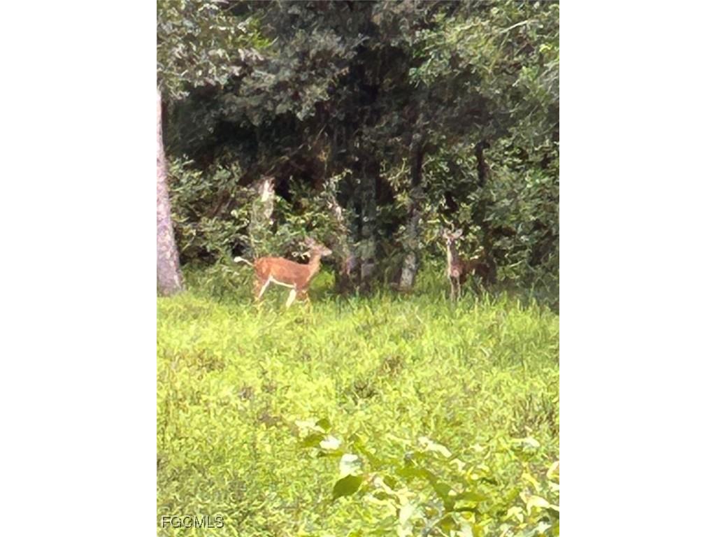 Anhinga Anhinga Road Naples FL 34120 2025007455 image30