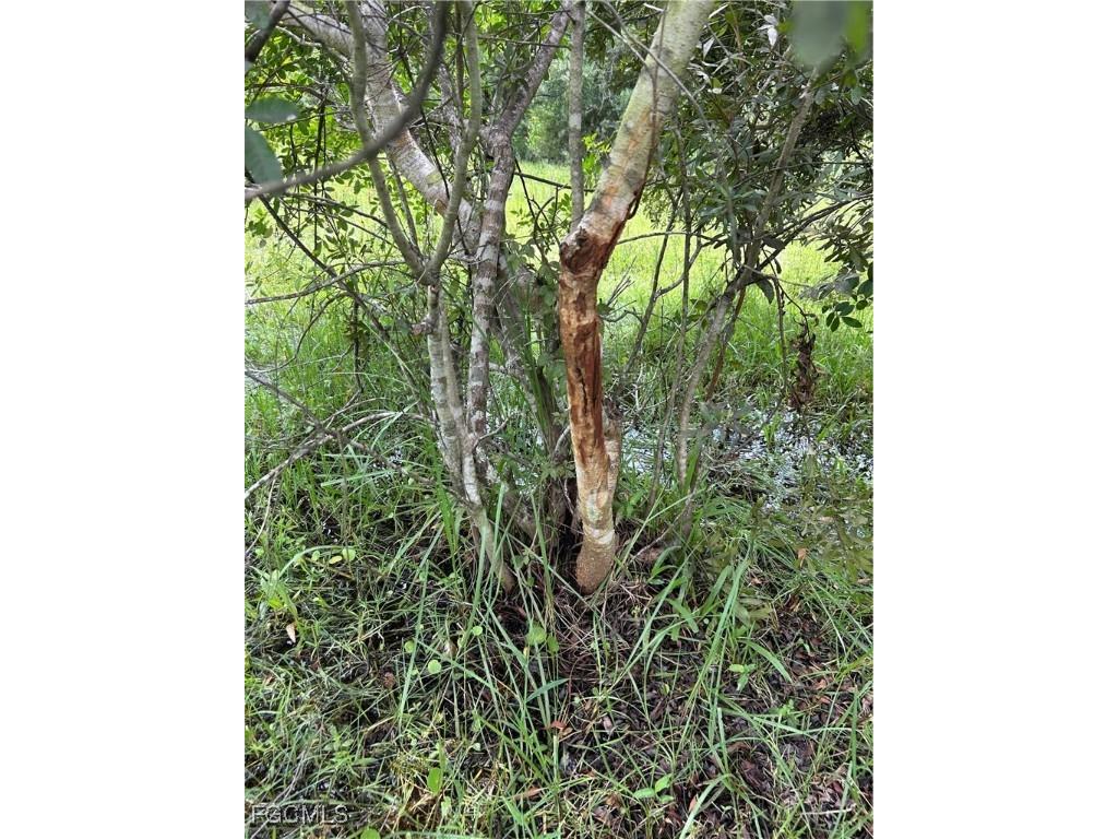 Anhinga Anhinga Road Naples FL 34120 2025007455 image31