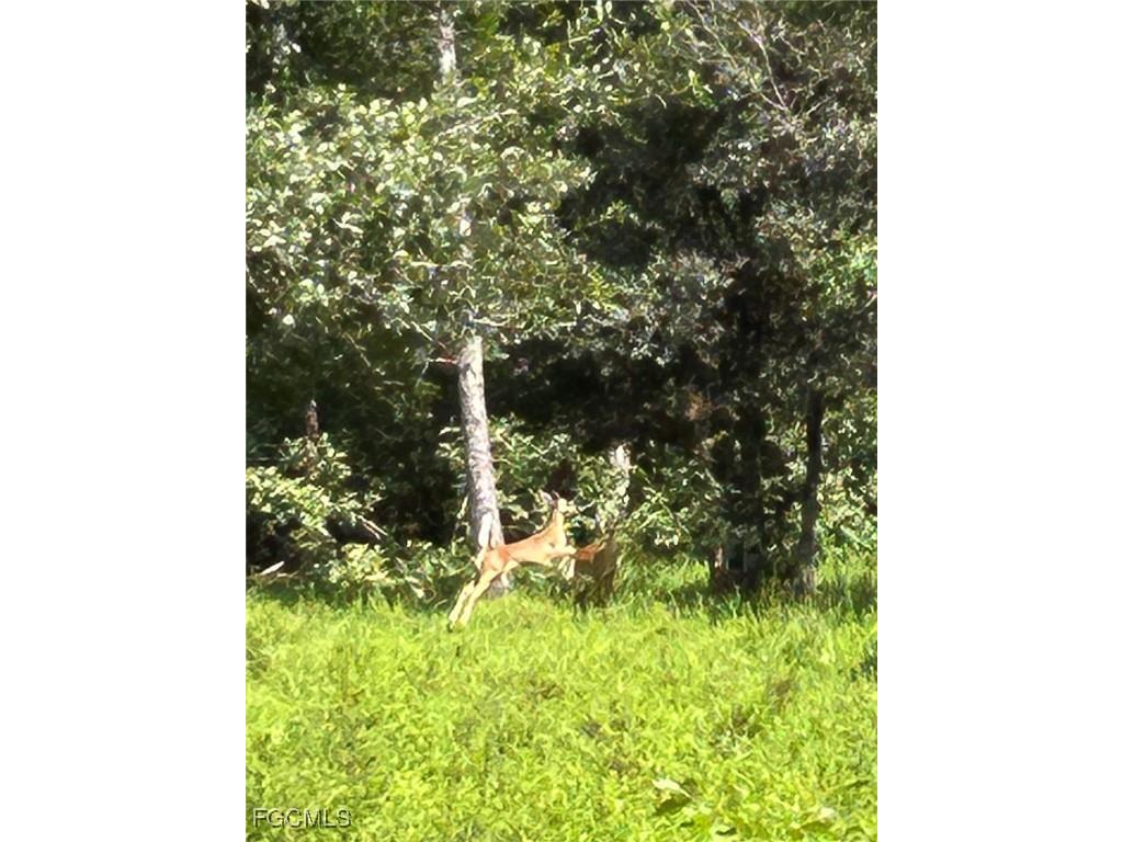 Anhinga Anhinga Road Naples FL 34120 2025007455 image32