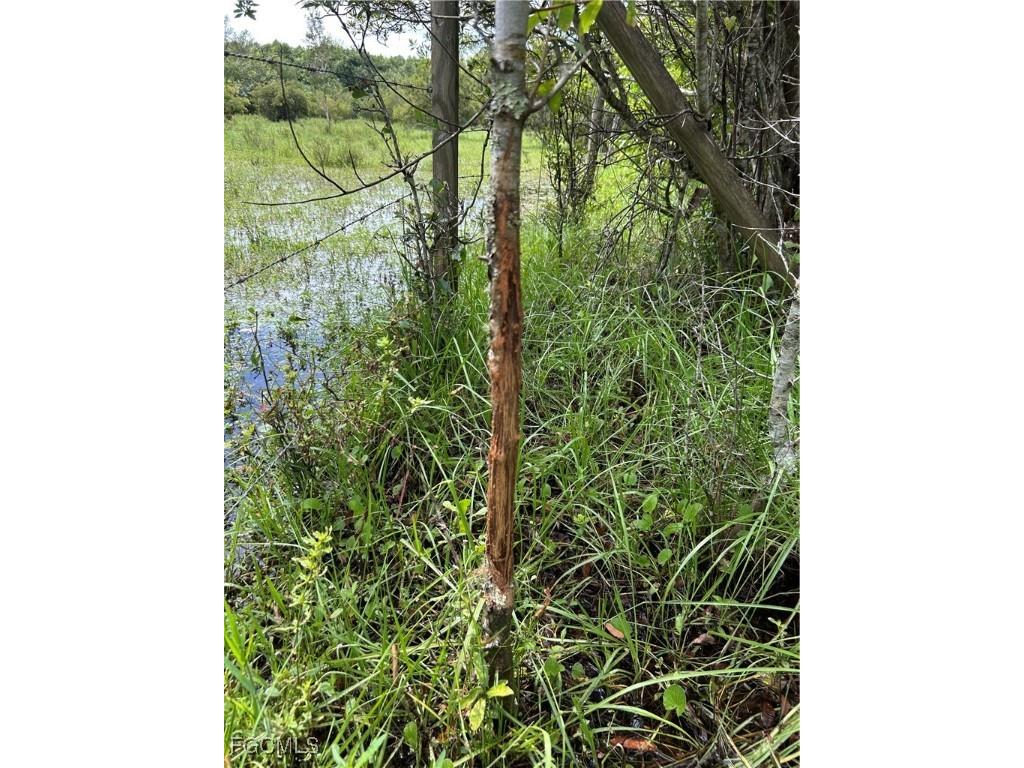 Anhinga Anhinga Road Naples FL 34120 2025007455 image33