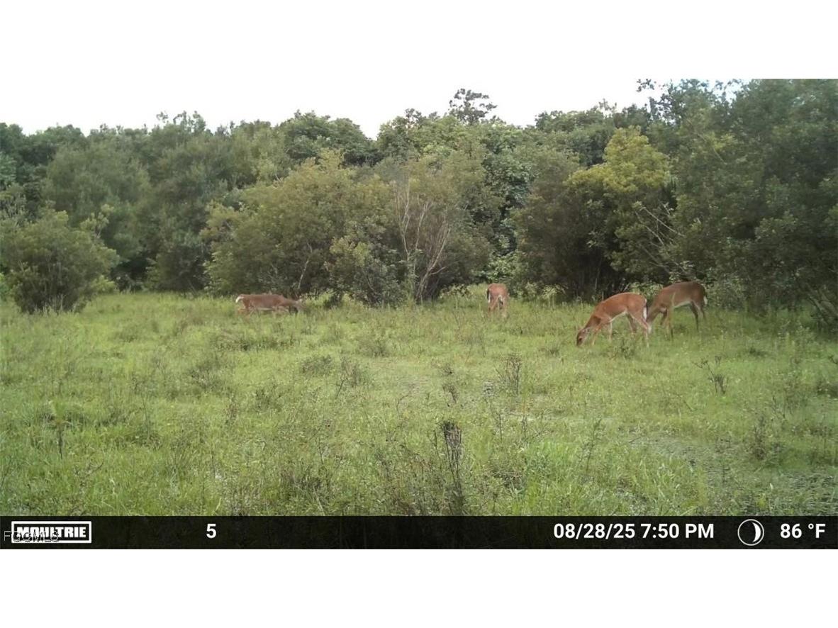 Anhinga Anhinga Road Naples FL 34120 2025007455 image34
