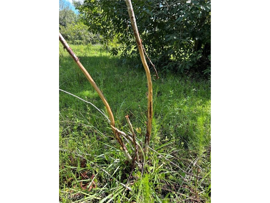 Anhinga Anhinga Road Naples FL 34120 2025007455 image35