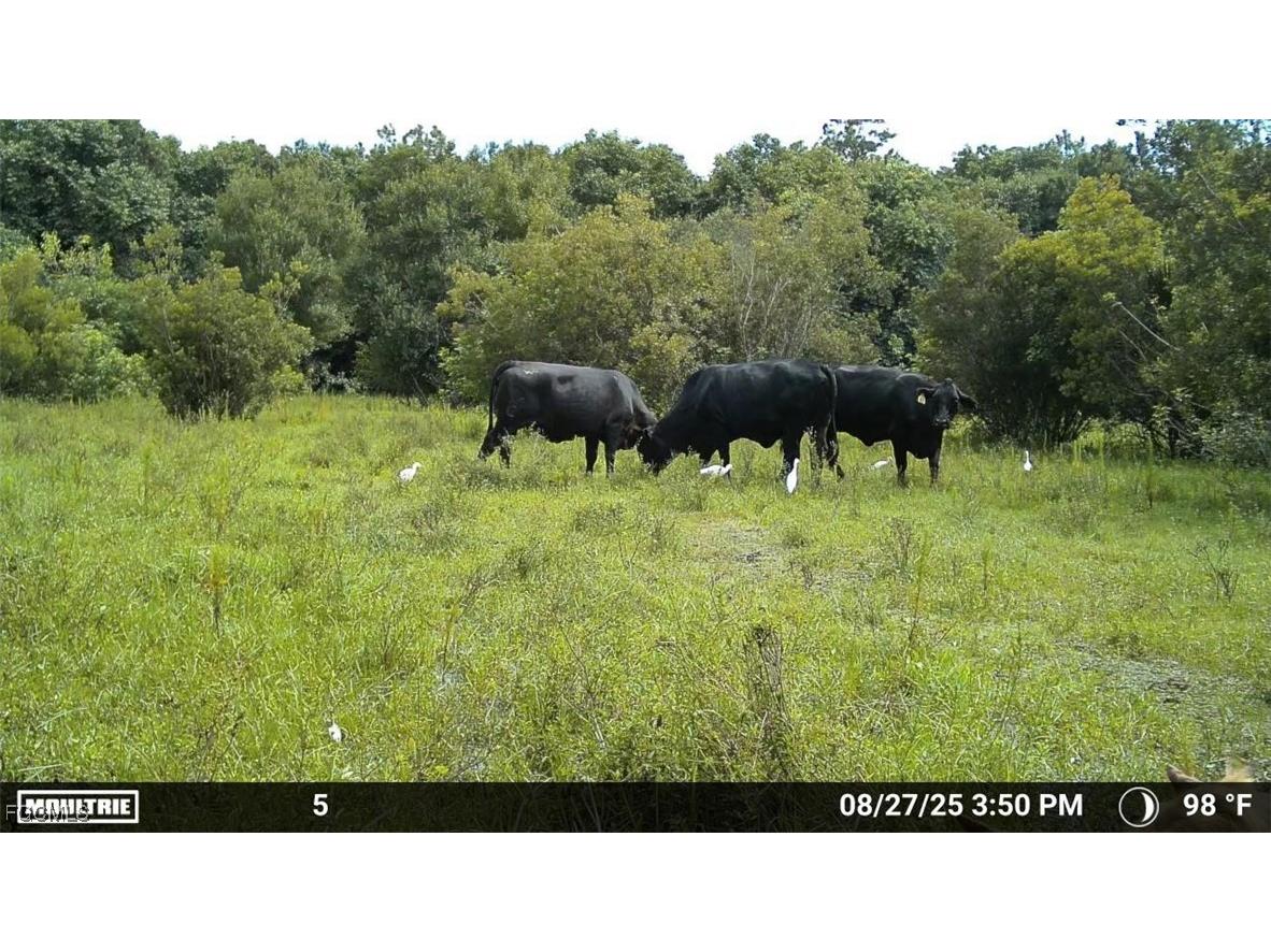Anhinga Anhinga Road Naples FL 34120 2025007455 image37