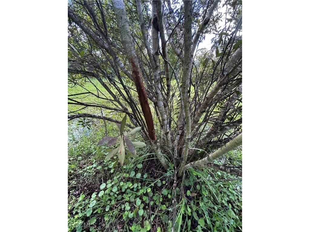 Anhinga Anhinga Road Naples FL 34120 2025007455 image38