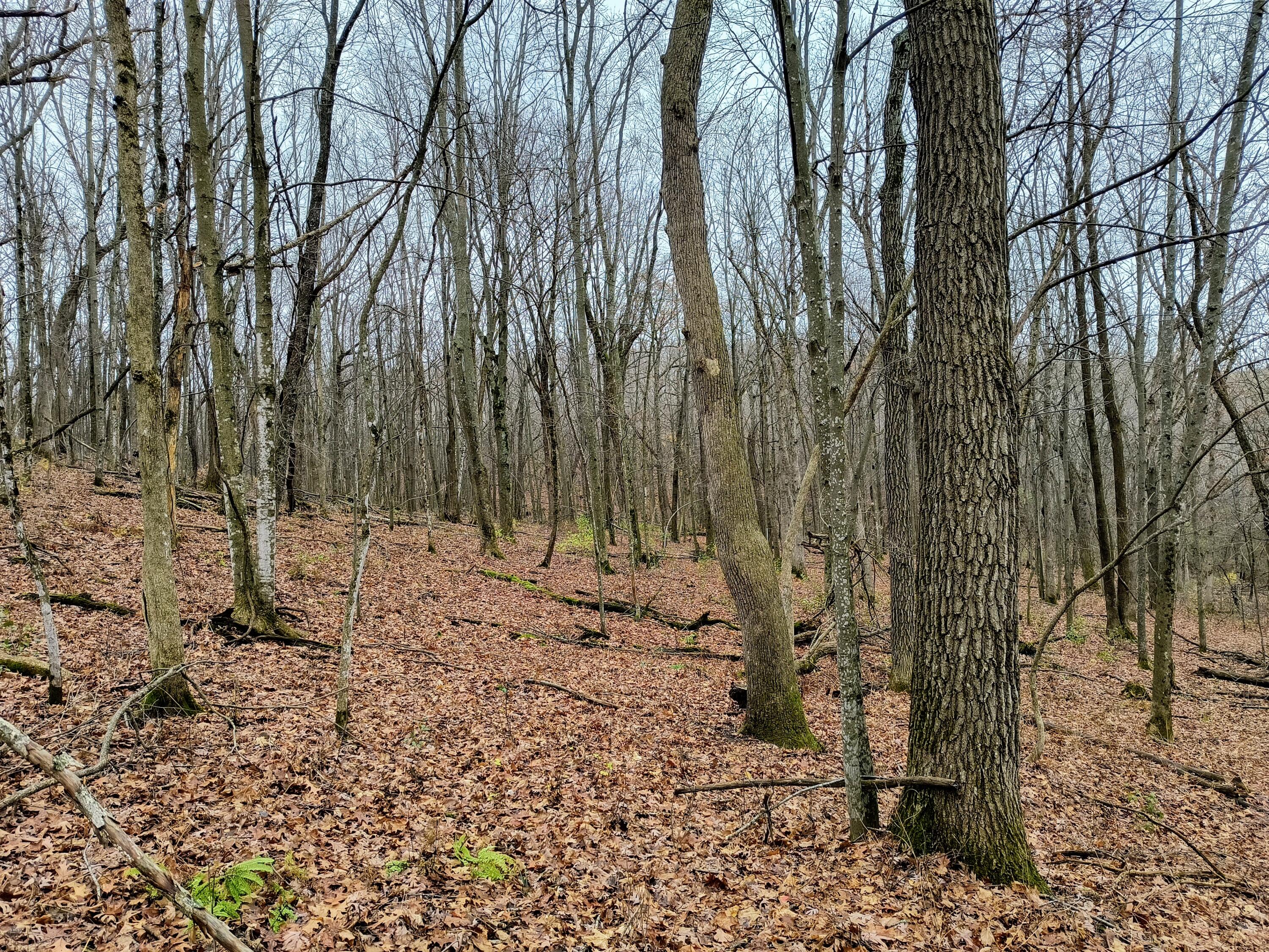 0 County Highway X Portland WI 54619 1899997 image1