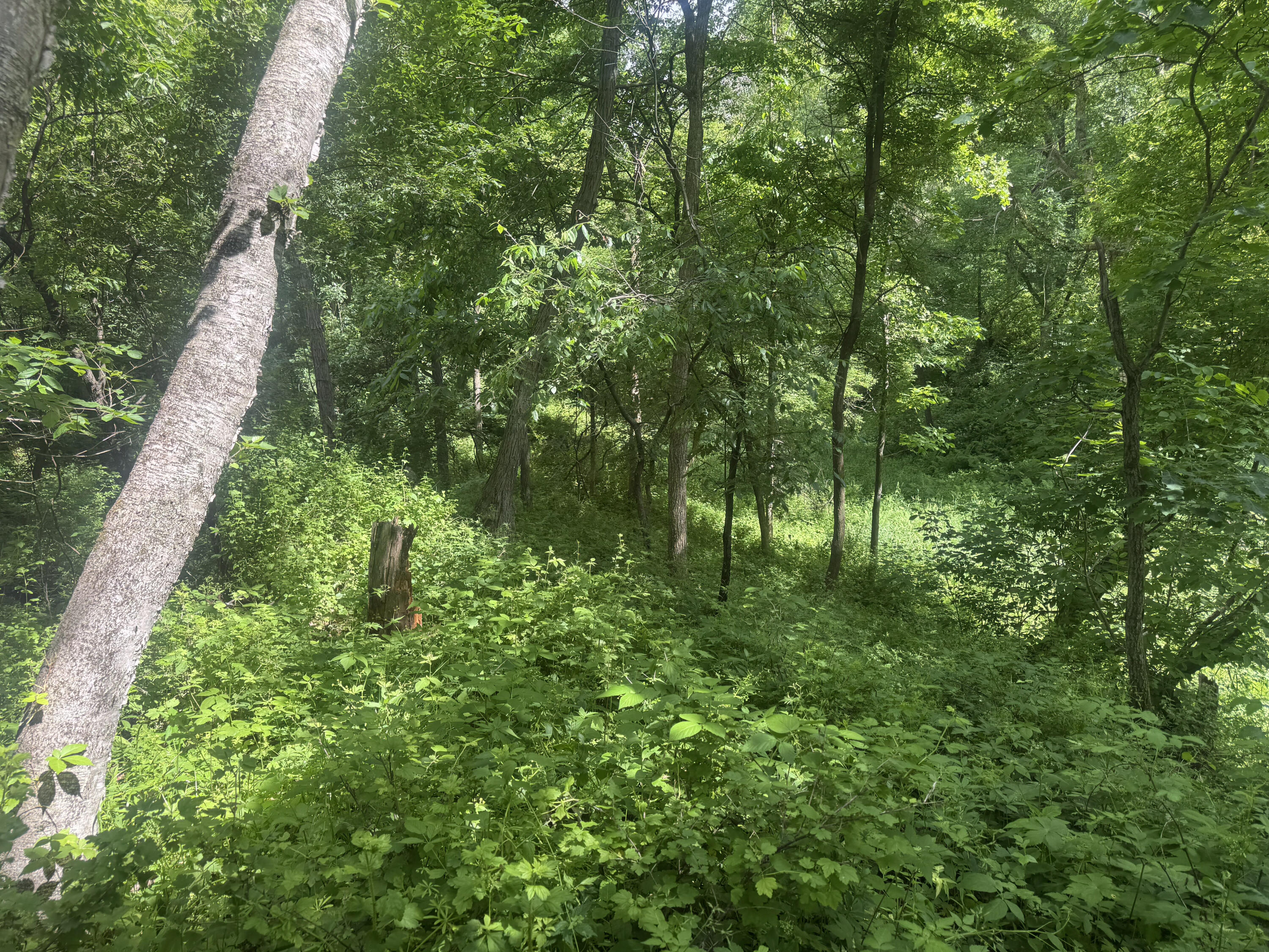 0 County Rd JJ Arcadia WI 54612 1965609 image32