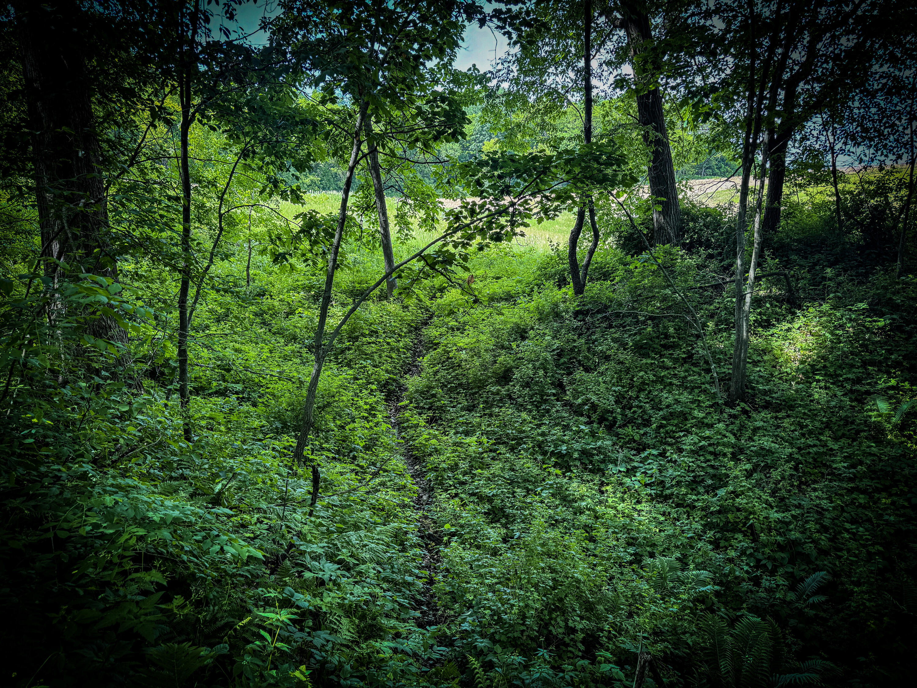 0 County Rd JJ Arcadia WI 54612 1965609 image6