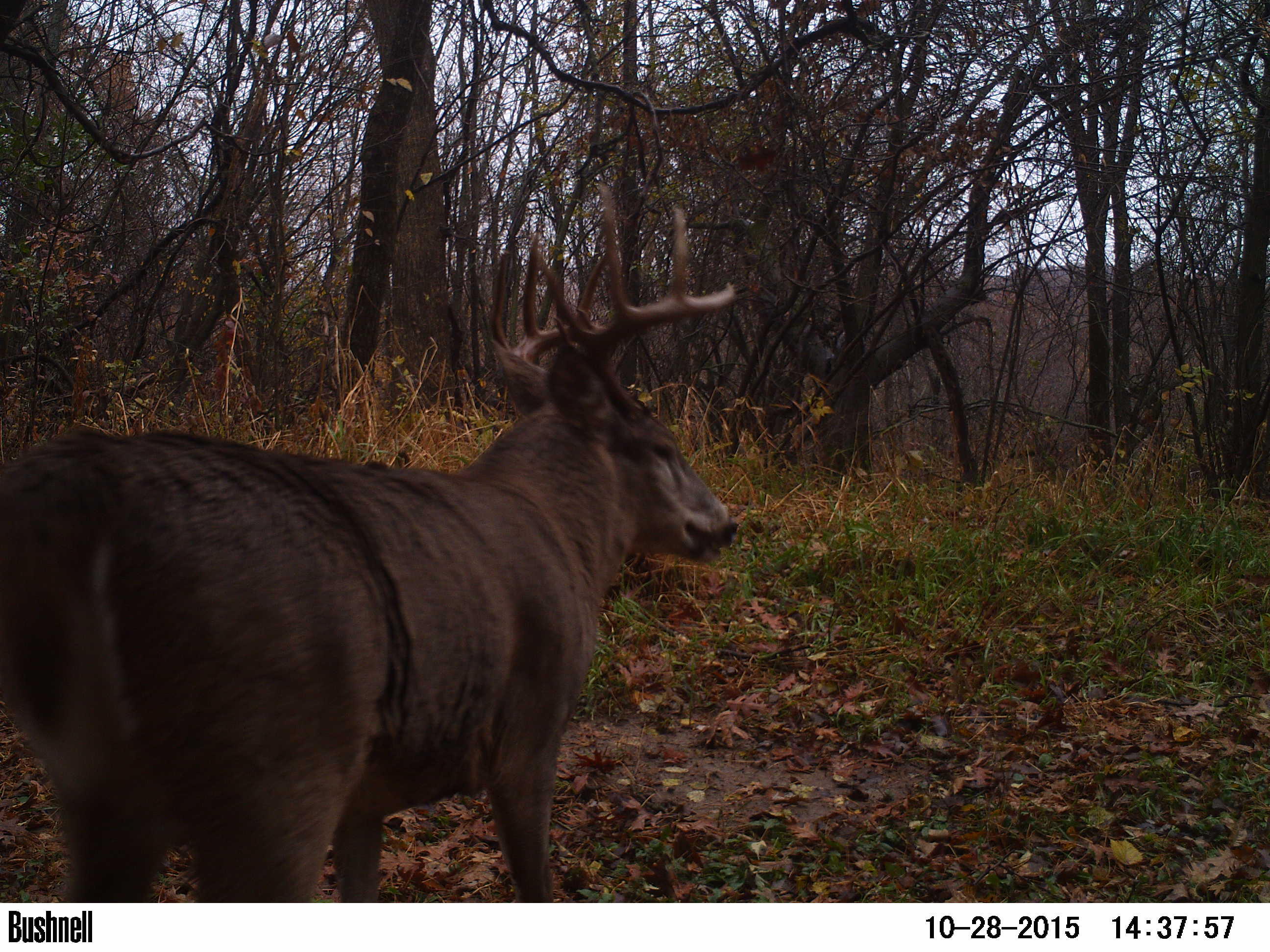 0 Nyen Preston WI 54616 1860955 image1