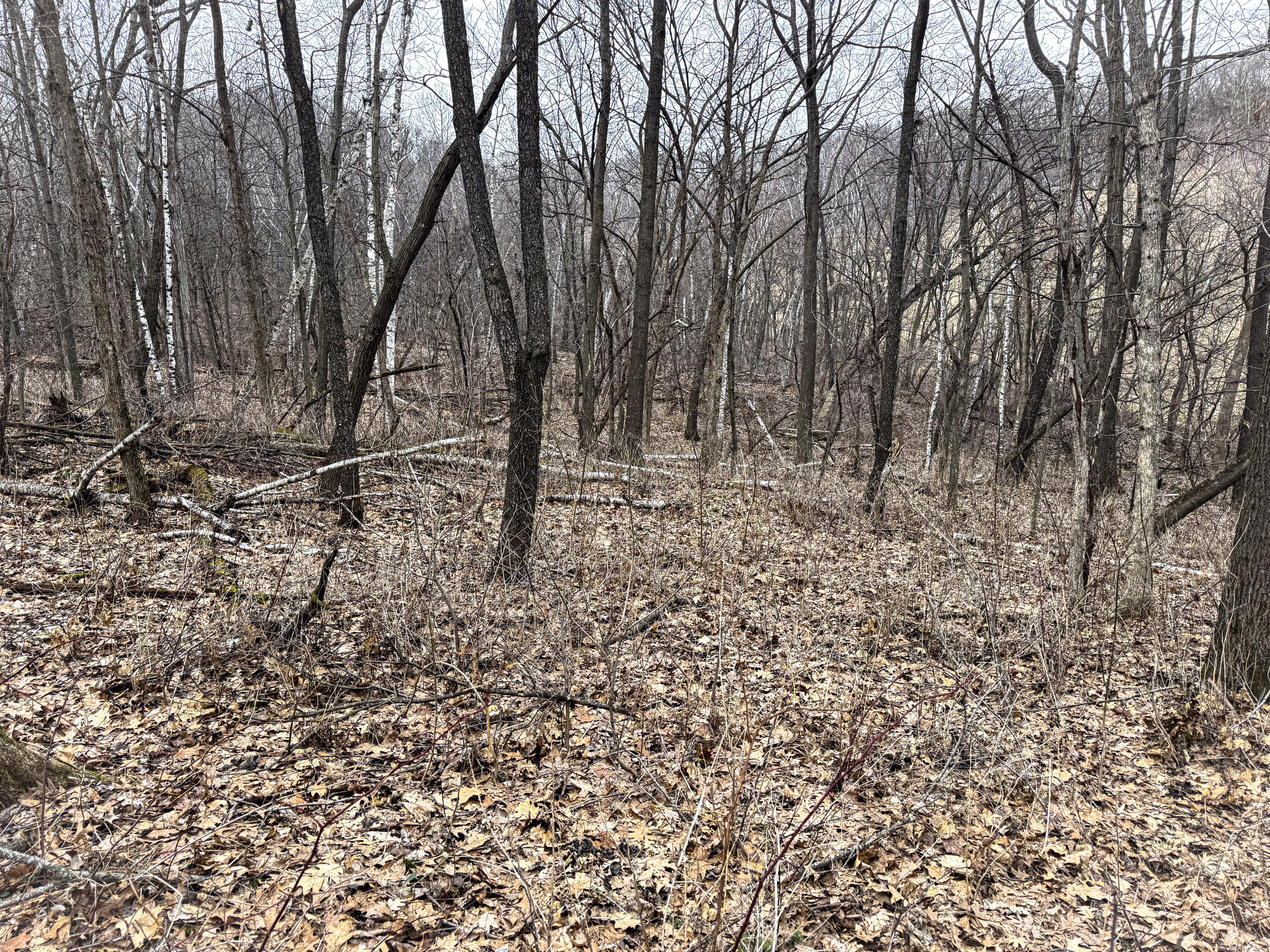 0 Theurer Glencoe WI 54612 1953748 image22