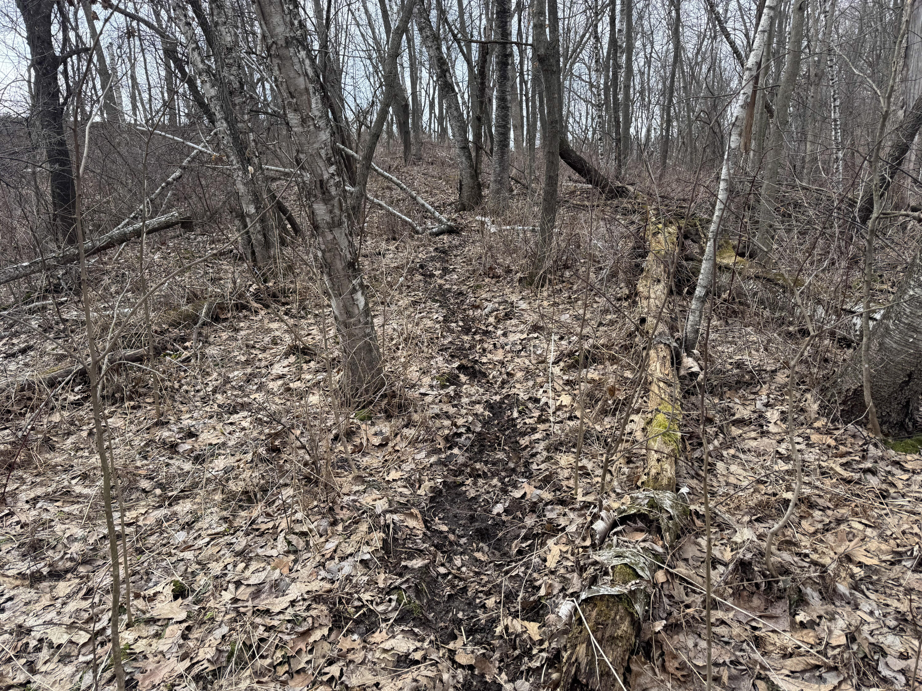 0 Theurer Glencoe WI 54612 1953748 image23