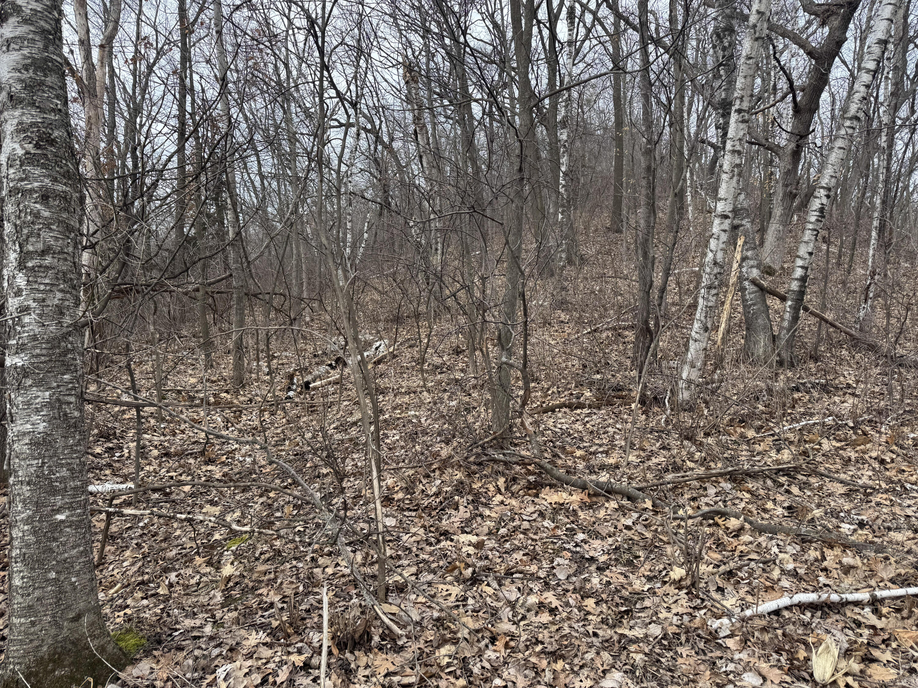 0 Theurer Glencoe WI 54612 1953748 image28