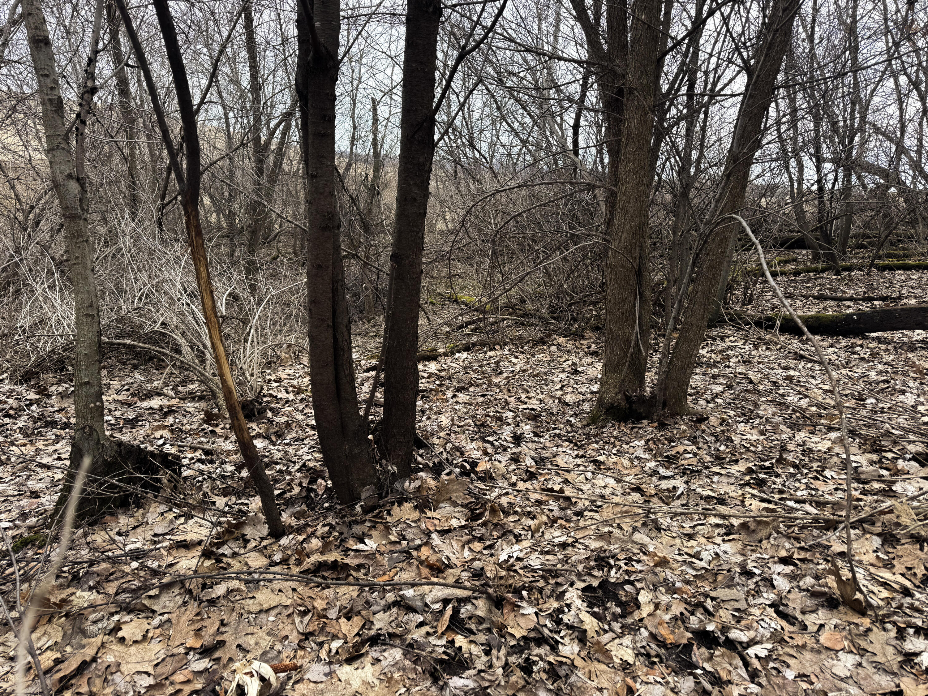 0 Theurer Glencoe WI 54612 1953748 image37