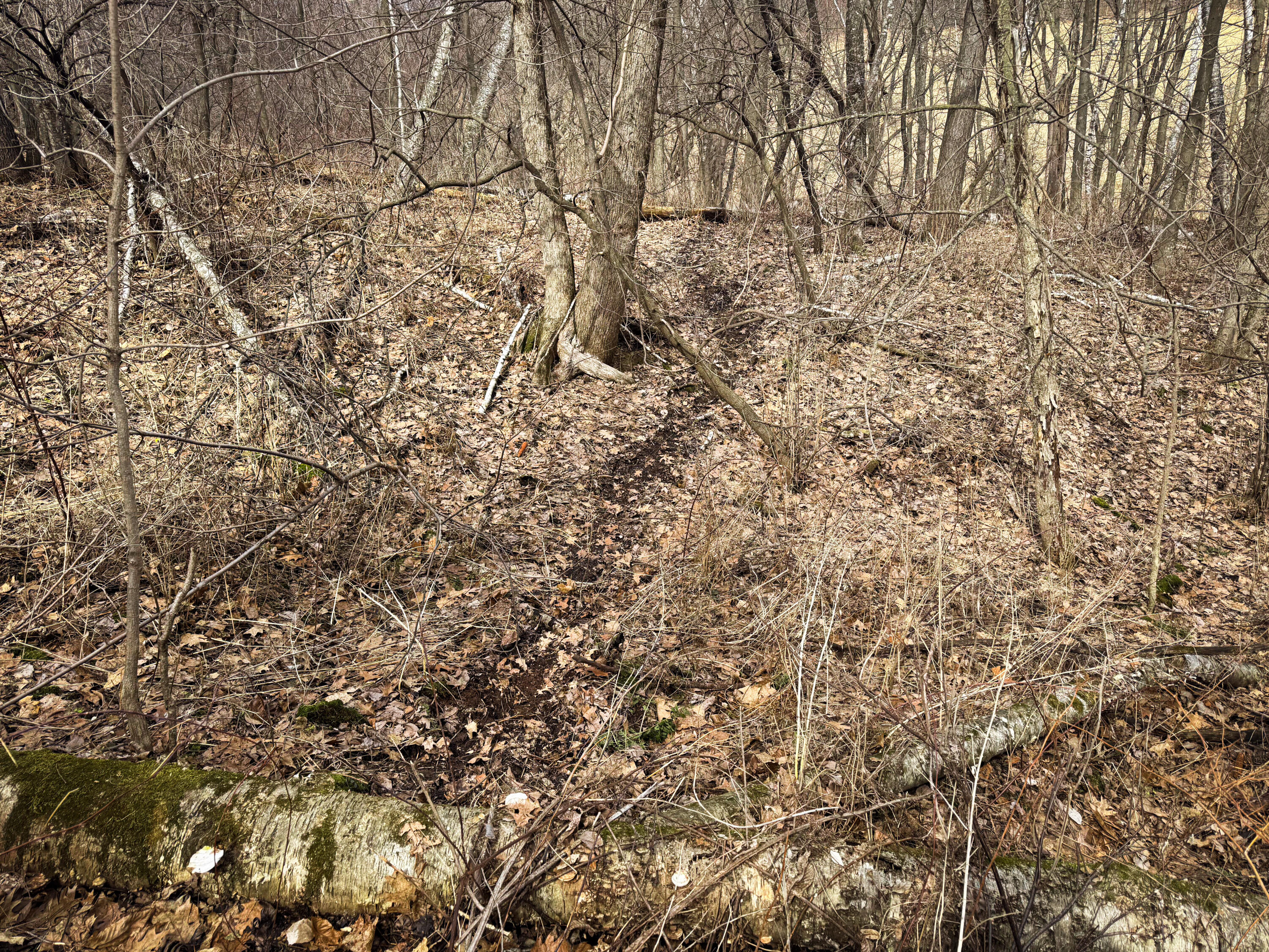 0 Theurer Glencoe WI 54612 1953748 image38