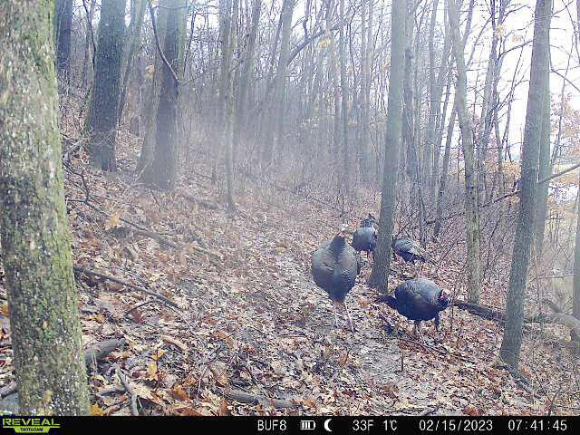 0 Theurer Glencoe WI 54612 1953748 image39