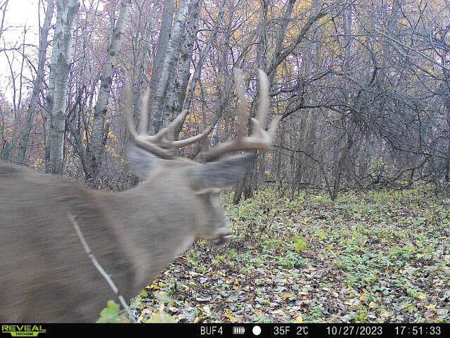 0 Theurer Glencoe WI 54612 1953748 image4