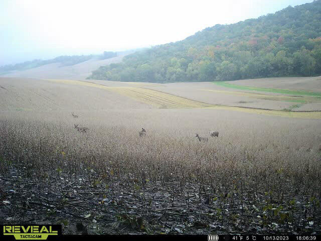 0 Theurer Glencoe WI 54612 1953748 image40