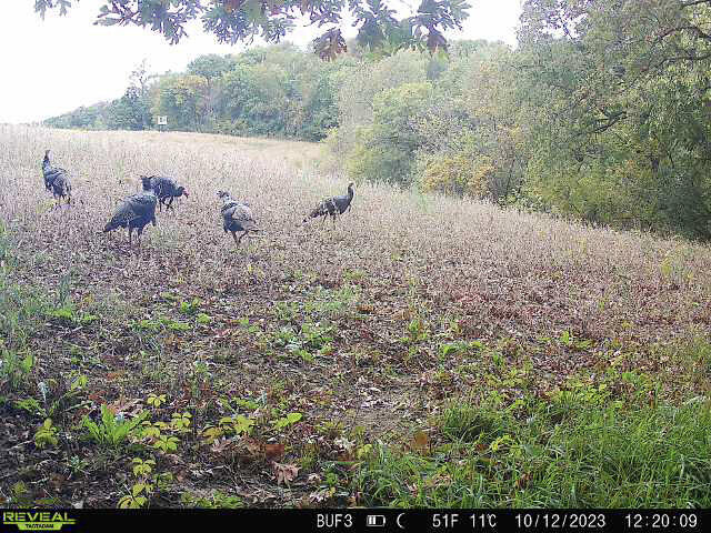0 Theurer Glencoe WI 54612 1953748 image42
