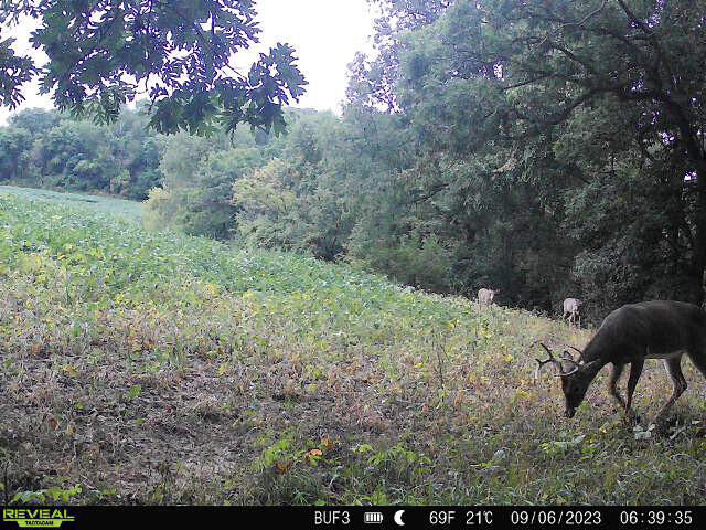 0 Theurer Glencoe WI 54612 1953748 image6