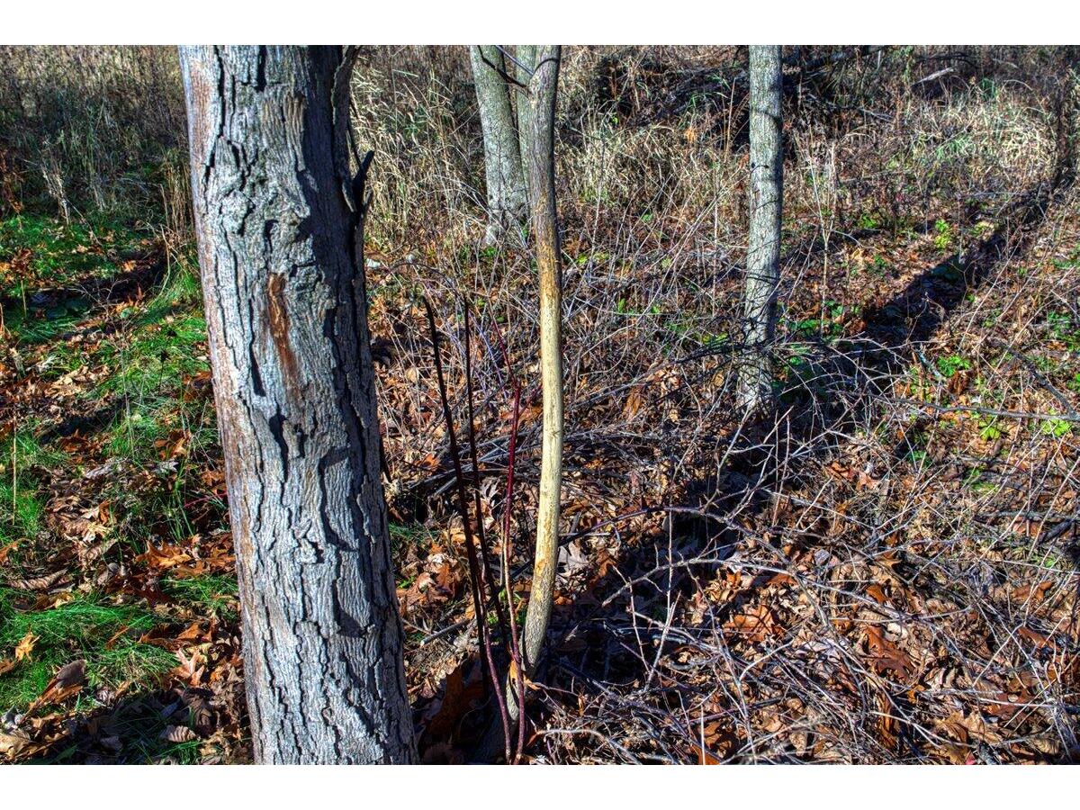 0 Turben Ridge Clayton WI 54655 1942897 image10