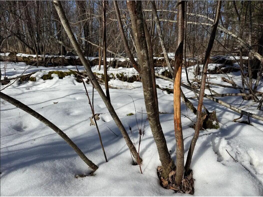 000 Hawk Adrian WI 54656 1953499 image12